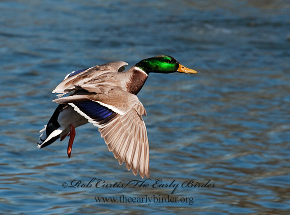 Anas platyrhynchos  MALLARD 8021628