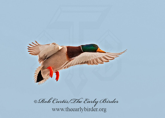 Anas platyrhynchos  MALLARD 3001099