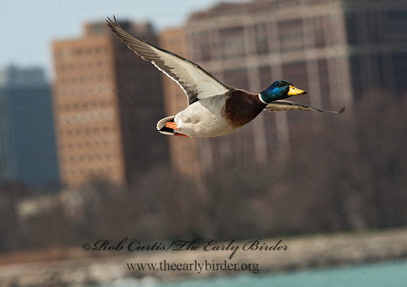 Anas platyrhynchos  MALLARD 8025362