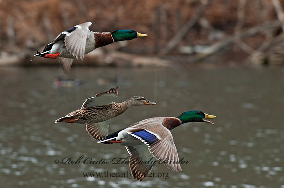 Anas platyrhynchos  MALLARD 8025303