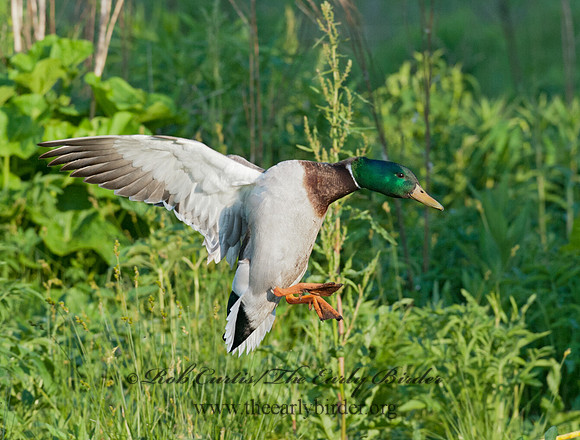 Anas platyrhynchos  MALLARD 8028442