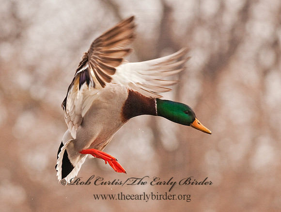 Anas platyrhynchos  MALLARD 3001101