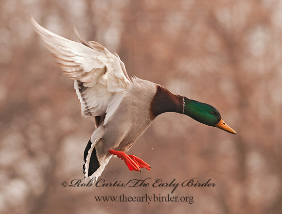 Anas platyrhynchos  MALLARD 3001102