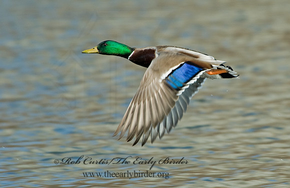 Anas platyrhynchos  MALLARD 5005039