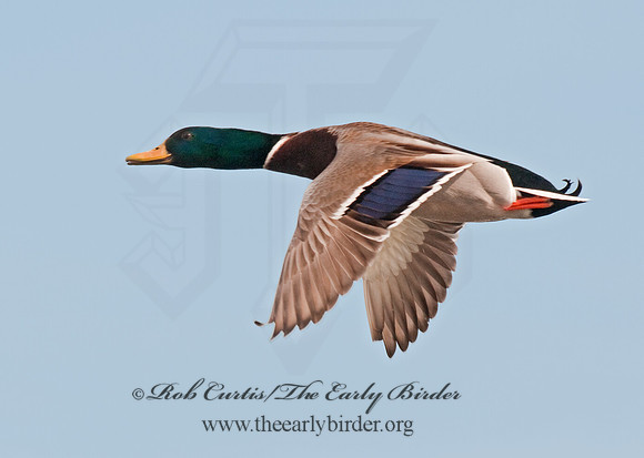 Anas platyrhynchos  MALLARD 3001144