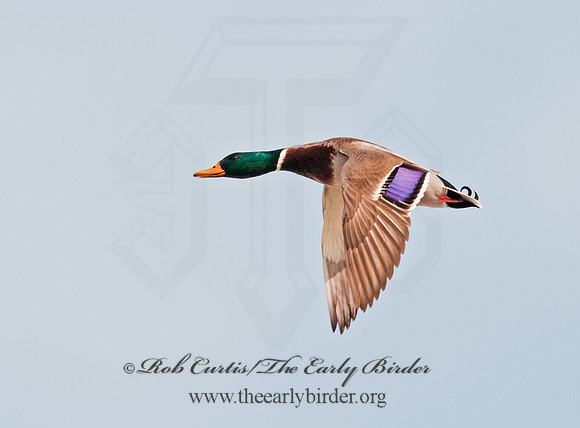 Anas platyrhynchos  MALLARD 3001147