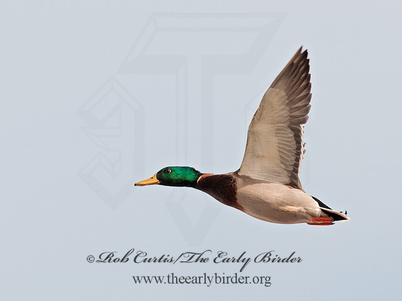 Anas platyrhynchos  MALLARD 3001159