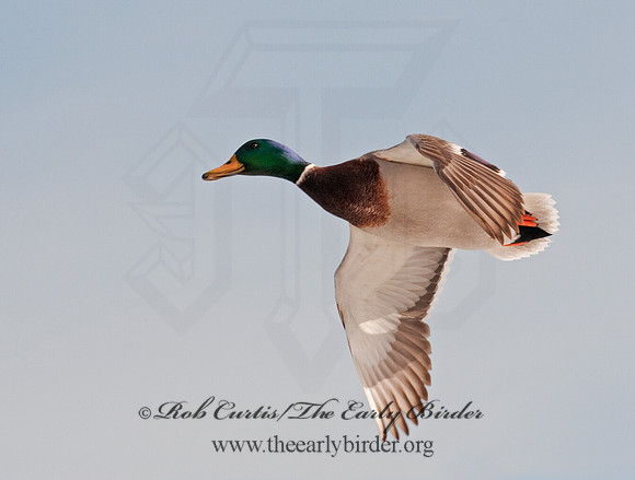 Anas platyrhynchos  MALLARD 3001162
