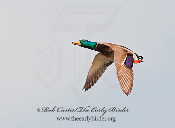 Anas platyrhynchos  MALLARD 3001179