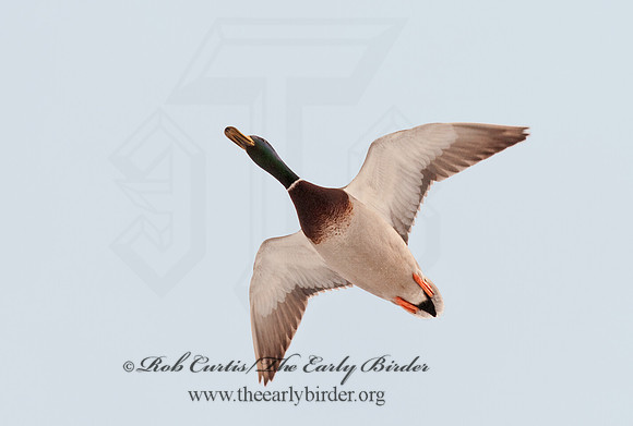 Anas platyrhynchos  MALLARD 3001064