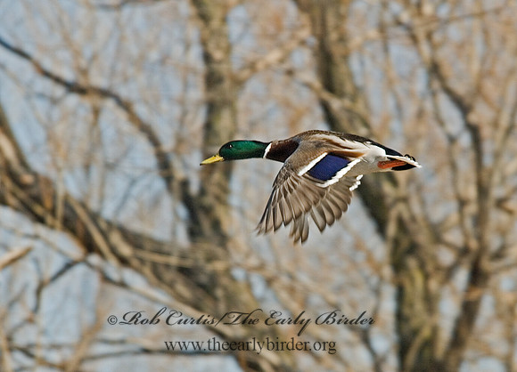 Anas platyrhynchos  MALLARD 6000521
