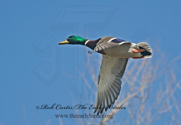 Anas platyrhynchos  MALLARD 6000678