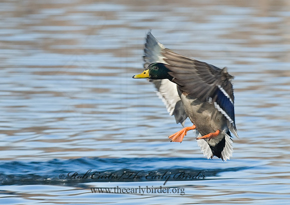 Anas platyrhynchos  MALLARD 6018673