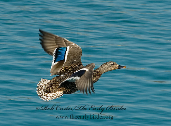 Anas platyrhynchos  MALLARD 6021287