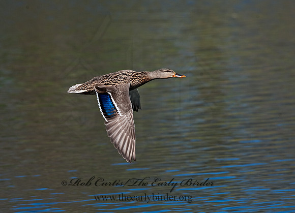 Anas platyrhynchos  MALLARD 8021631