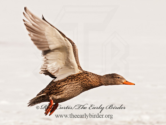 Anas platyrhynchos  MALLARD 3001188