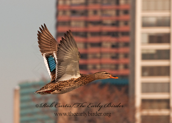 Anas platyrhynchos  MALLARD 3001202