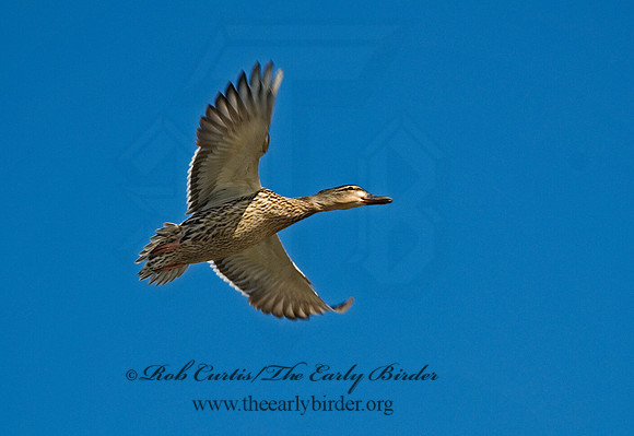 Anas platyrhynchos  MALLARD 6000568