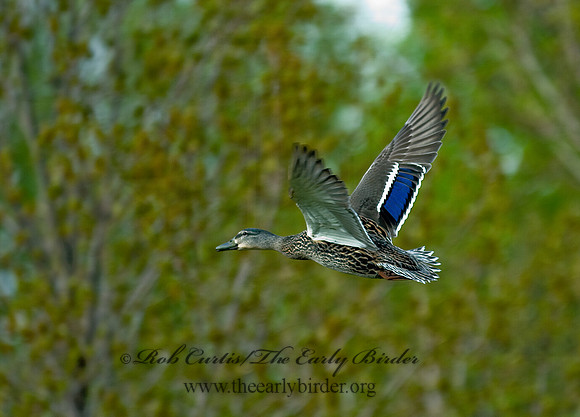 Anas platyrhynchos  MALLARD 7016334
