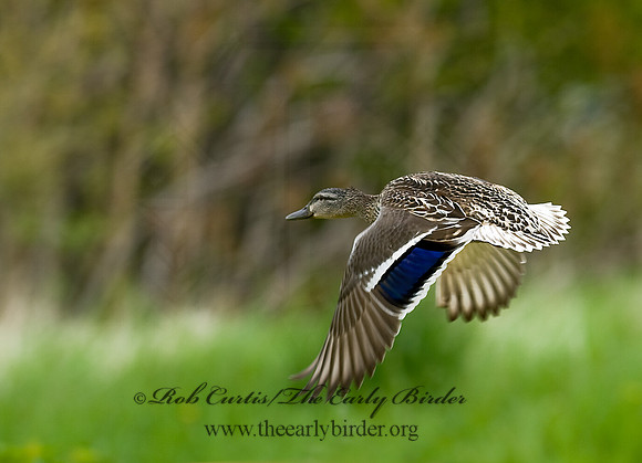 Anas platyrhynchos  MALLARD 8013022