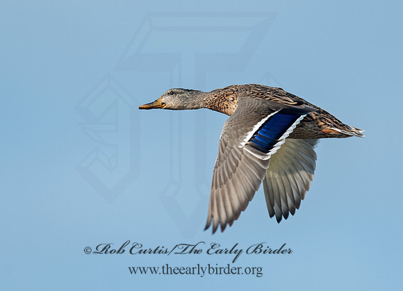Anas platyrhynchos  MALLARD 8033299