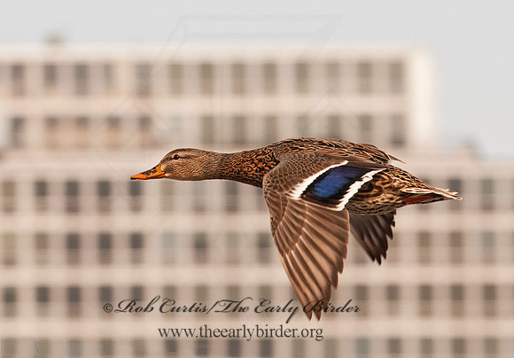 Anas platyrhynchos  MALLARD 3001129
