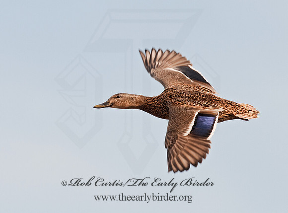 Anas platyrhynchos  MALLARD 3001150