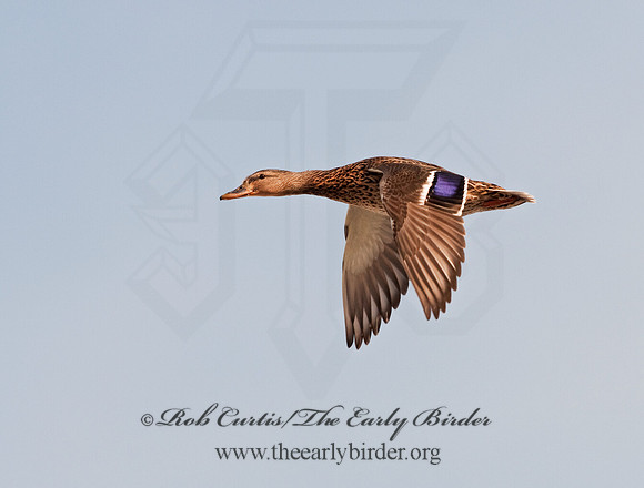 Anas platyrhynchos  MALLARD 3001187