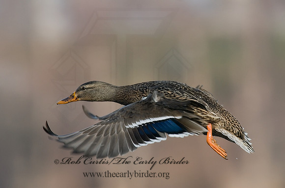 Anas platyrhynchos  MALLARD 6019063