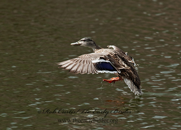 Anas platyrhynchos  MALLARD 8025305