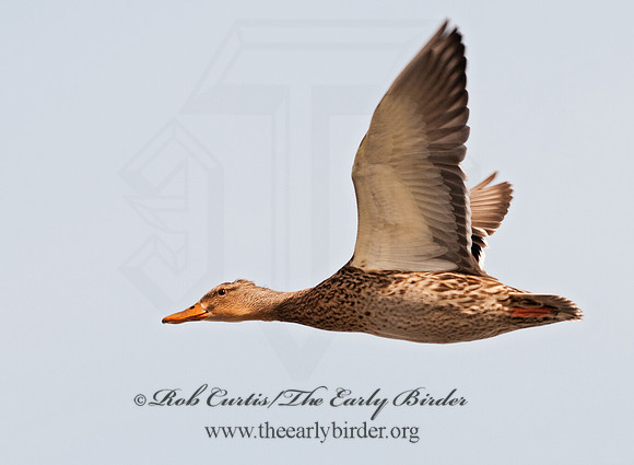 Anas platyrhynchos  MALLARD 3001160