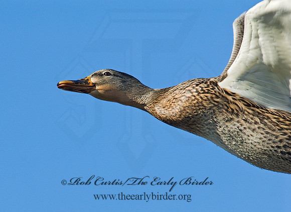 Anas platyrhynchos  MALLARD 6018974
