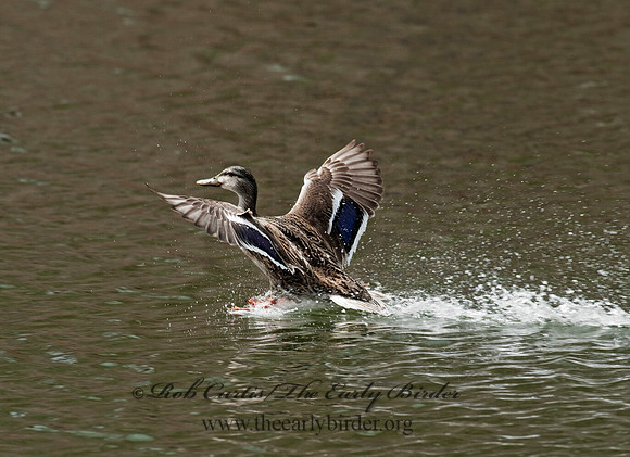 Anas platyrhynchos  MALLARD 8025307