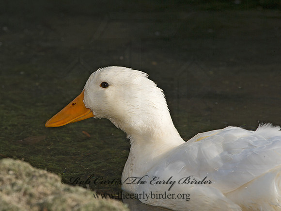 Anas platyrhynchos  MALLARD 9054094