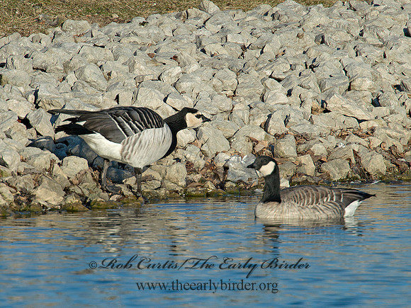 Branta leucopsis  BARNACLE GOOSE 6036115