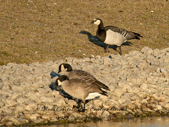 Branta leucopsis  BARNACLE GOOSE 6036108