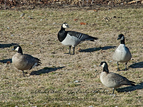 Branta leucopsis  BARNACLE GOOSE 6036187