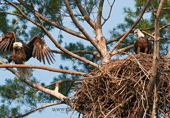 Haliaeetus leucocephalus  BALD EAGLE 3002874z