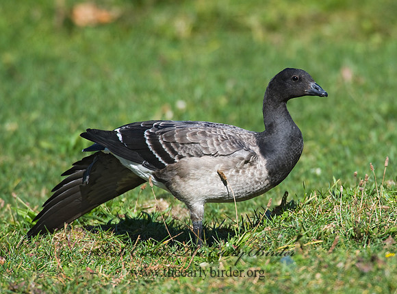 Branta bernicla  BRANT 8009306