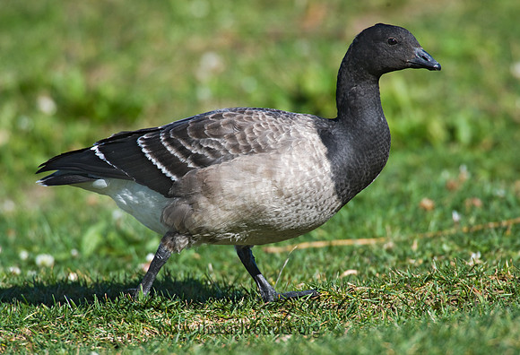 Branta bernicla  BRANT 8009322