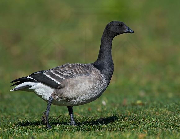 Branta bernicla  BRANT 8009329