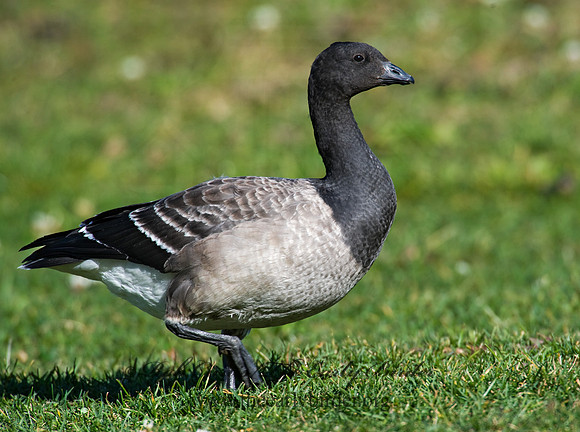 Branta bernicla  BRANT 8009319