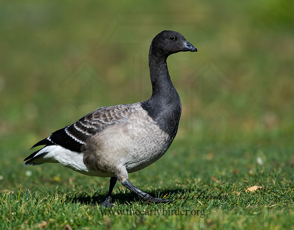 Branta bernicla  BRANT 8009325