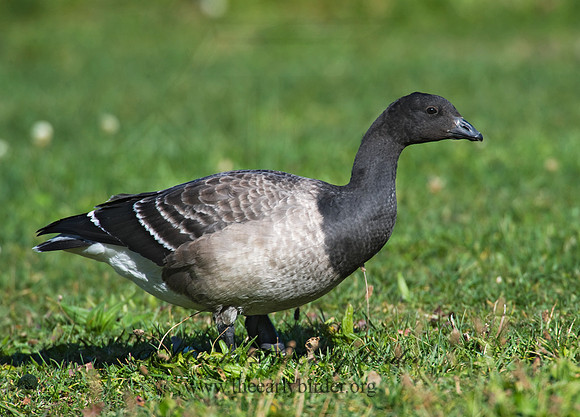 Branta bernicla  BRANT 8009315
