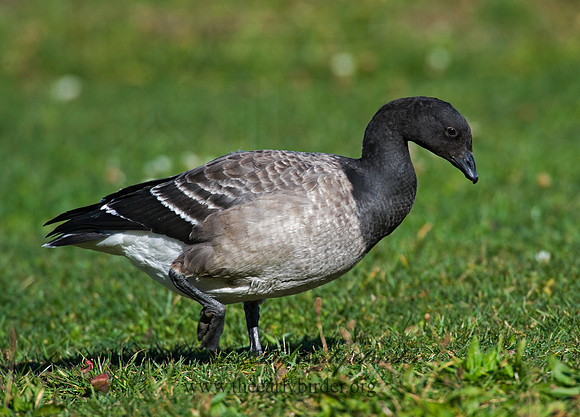 Branta bernicla  BRANT 8009316