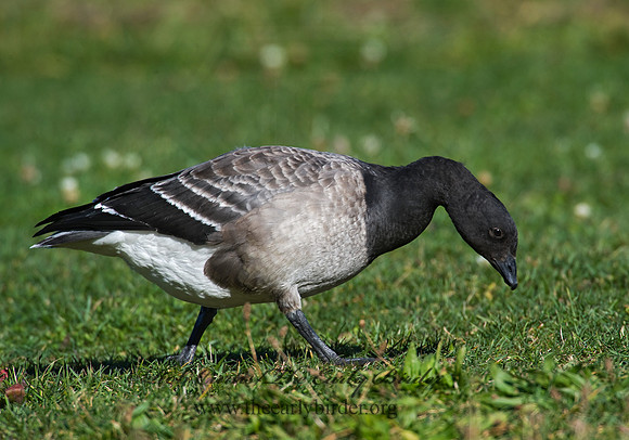 Branta bernicla  BRANT 8009318
