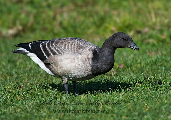Branta bernicla  BRANT 8009246
