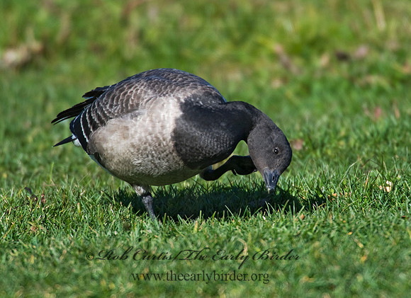 Branta bernicla  BRANT 8009251
