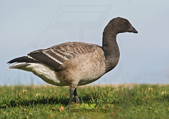 Branta bernicla  BRANT 8009337
