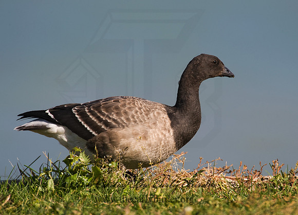 Branta bernicla  BRANT 8009370